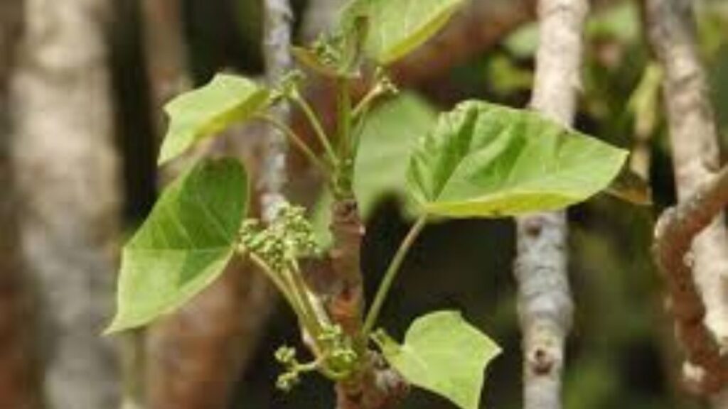 শহরের সড়ক