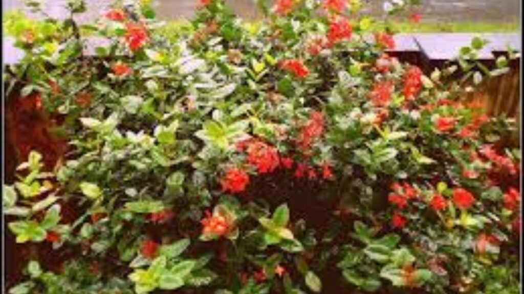 শহরের সড়ক